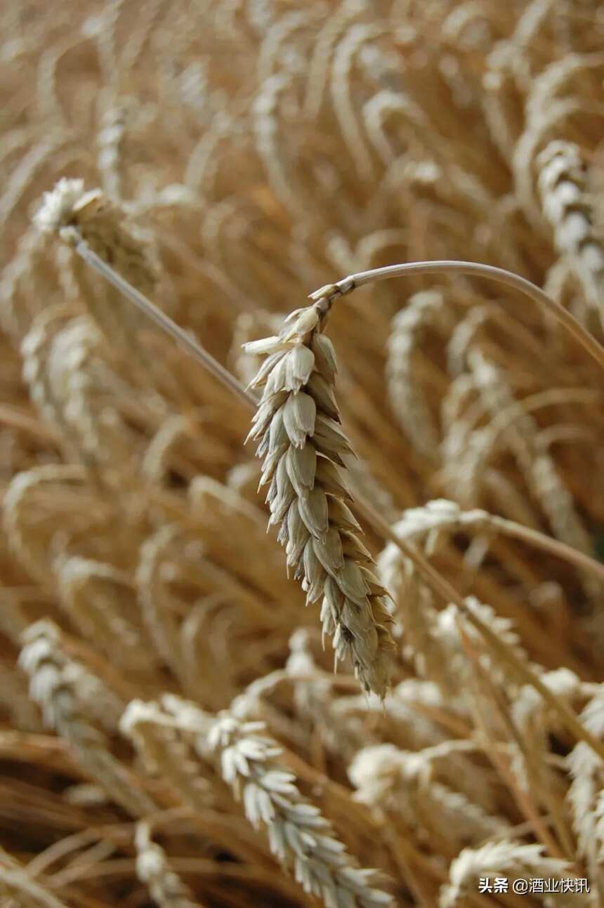 河南：小麦的国度
