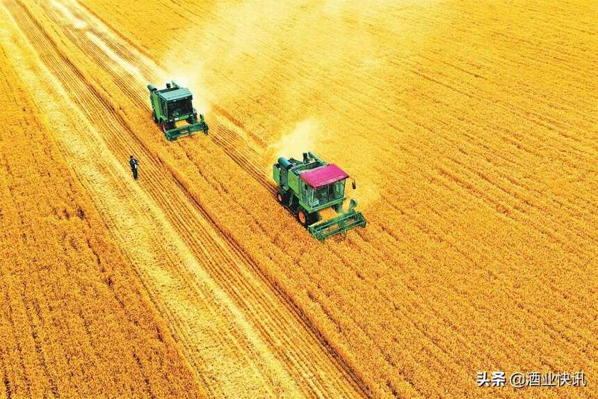 河南：小麦的国度