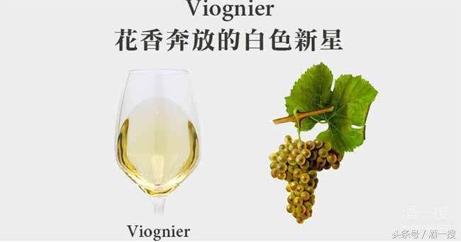 来自隆河的骄贵白葡萄-维欧尼(Viognier)