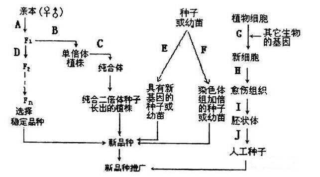 干货！高考生物遗传规律题五大解题技巧，建议收藏！