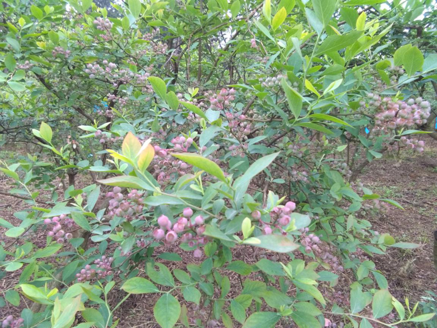 蓝莓飘香季，凯缘春蓝莓红酒的产区崛起