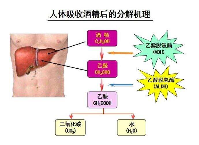 喝酒脸红不是酒精过敏