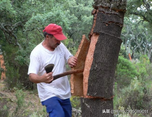 葡萄酒忽悠你多少年的橡木塞