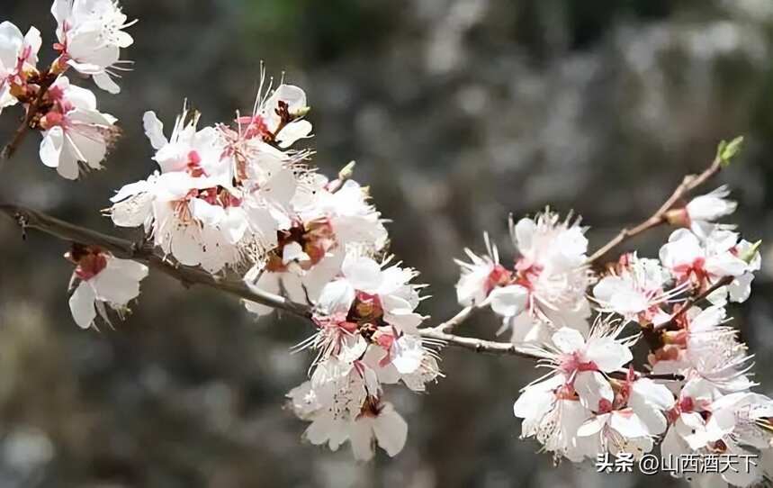 6000年前，这里一定杏花盛开，美酒飘香