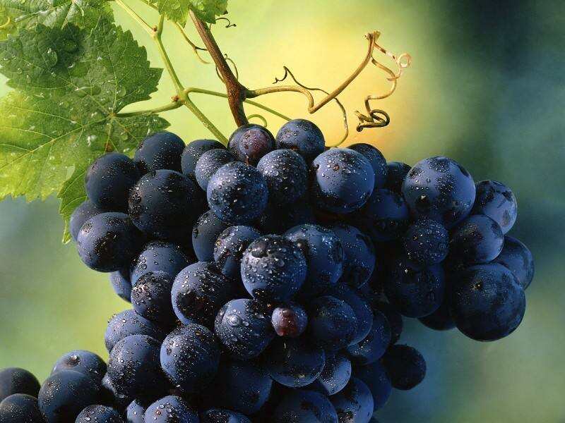 葡萄果实艺术，属于奔富海兰酒庄的葡萄类型