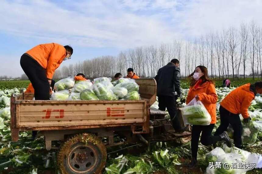 皇沟酒业爱心助农 十二万斤蔬菜免费送群众