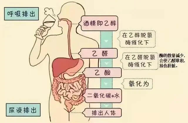 喝酒脸红与喝酒不脸红的人，究竟谁的酒量更胜一筹？