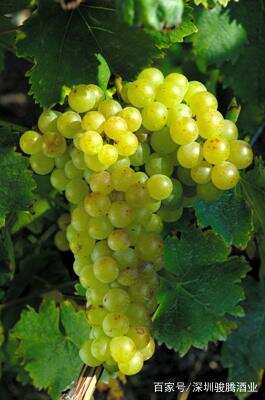 酿酒葡萄的种类之白葡萄