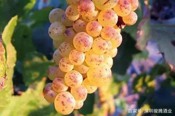 酿酒葡萄的种类之白葡萄