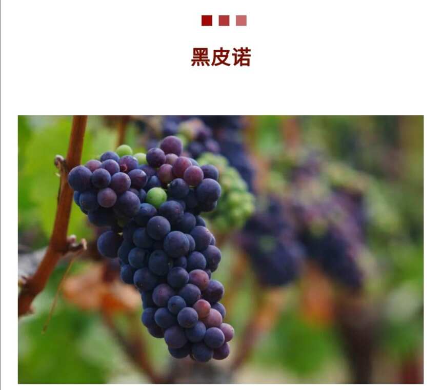 介绍一下五种主要的酿酒葡萄品种的特色风味！