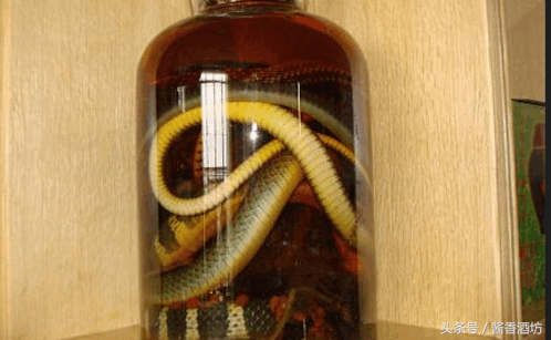 蛇酒怎么喝才健康，切记喝蛇酒应该注意的事项