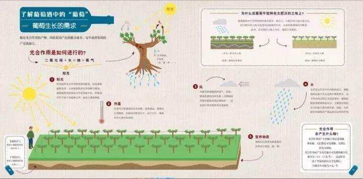 一瓶马地庄园葡萄酒的生命历程