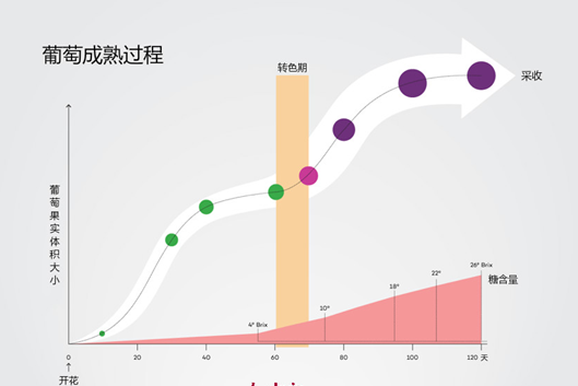 小小葡萄也会“变脸”？