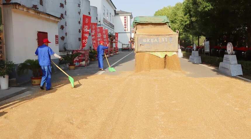 蔡洪坊酿酒专用粮种植基地6000亩小麦再获丰收