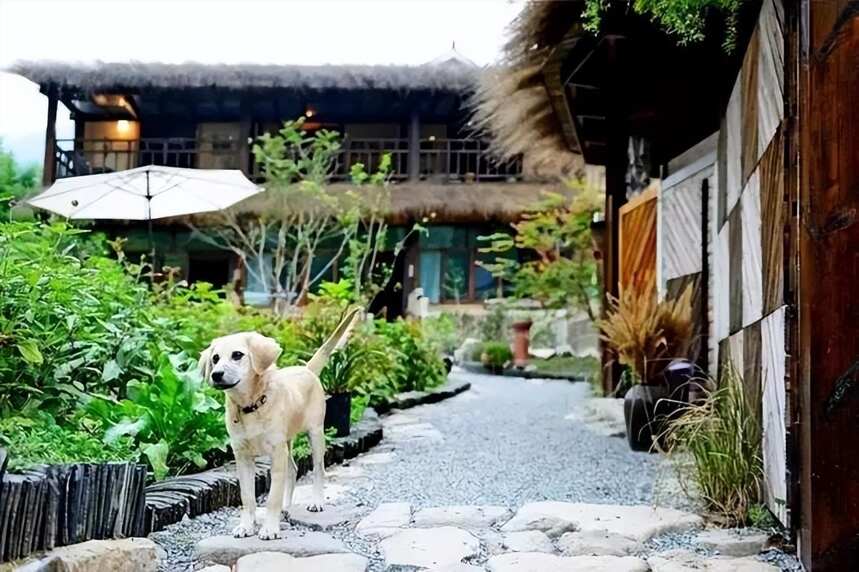 拥有一个院子，坐看花开花落云卷云舒