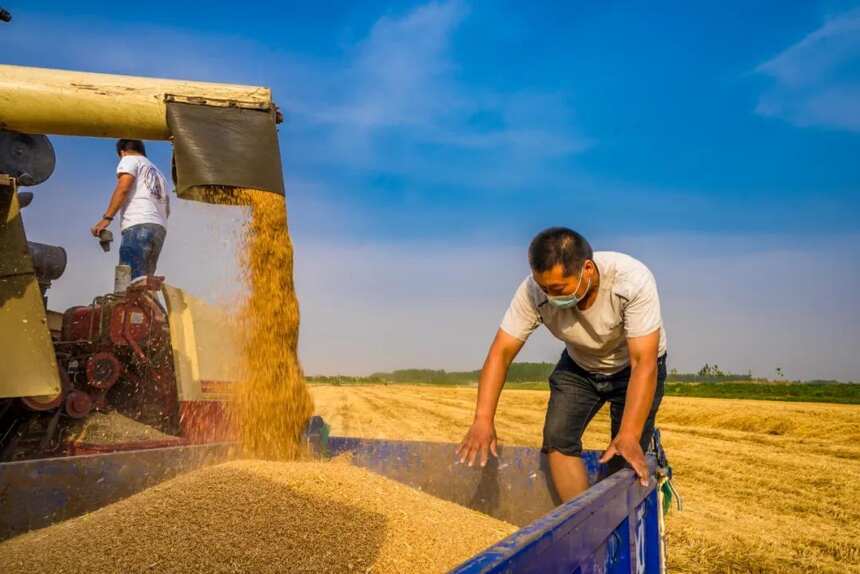豫坡酒业2万亩有机酿酒小麦喜获丰收