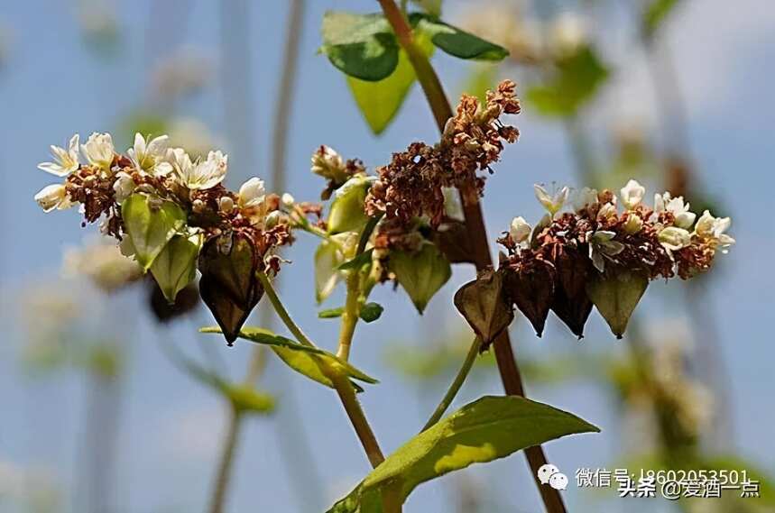 荞麦怎么酿酒，荞麦酒酿造过程