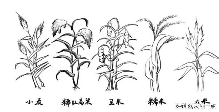 白酒技术：哪些因素影响出酒率？