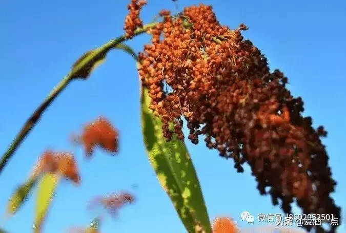 想做好酒-粮食的选择与处理非常重要