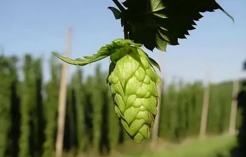 没有“啤酒花”的啤酒，是没有灵魂的