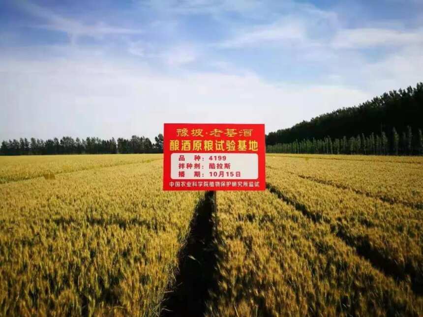 豫坡酒业2万亩有机酿酒小麦喜获丰收