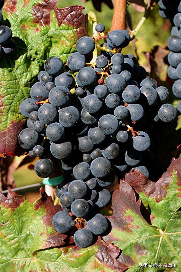 里奥哈(Rioja)主要的红葡萄品种解读