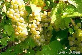 熟悉：葡萄酒里最经典葡萄品种