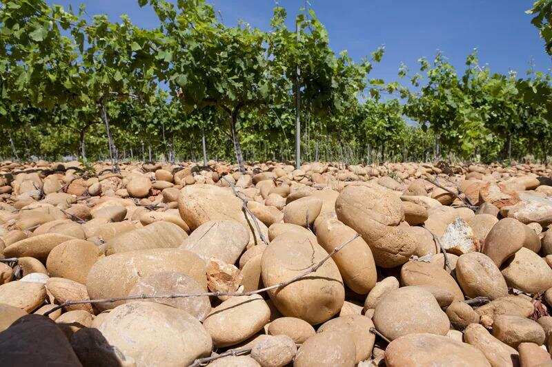特别的土壤 孕育特别的葡萄酒