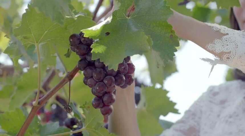 为啥鲜食葡萄不适合酿造葡萄酒？
