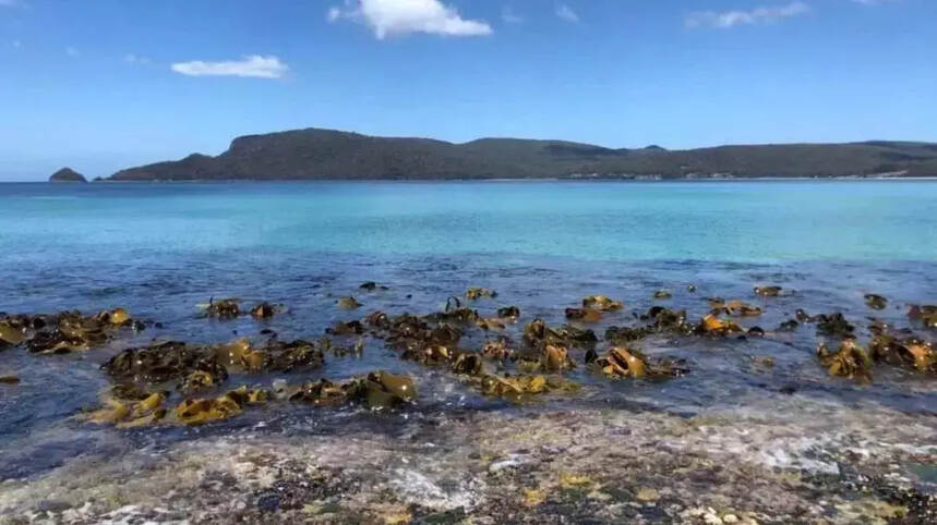 澳大利亚山火连烧四月，几亿动物火中丧生，为何仍未扑灭？