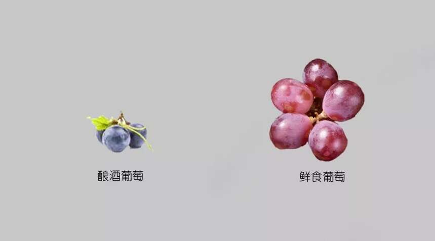 为啥鲜食葡萄不适合酿造葡萄酒？