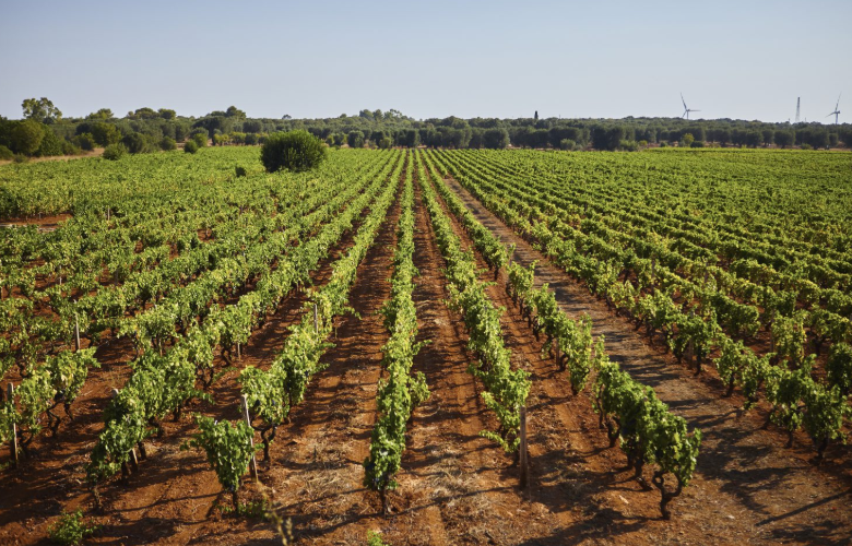 黑曼罗：让葡萄农最省心的葡萄品种，守护普利亚一方风土