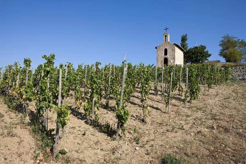 特别的土壤 孕育特别的葡萄酒