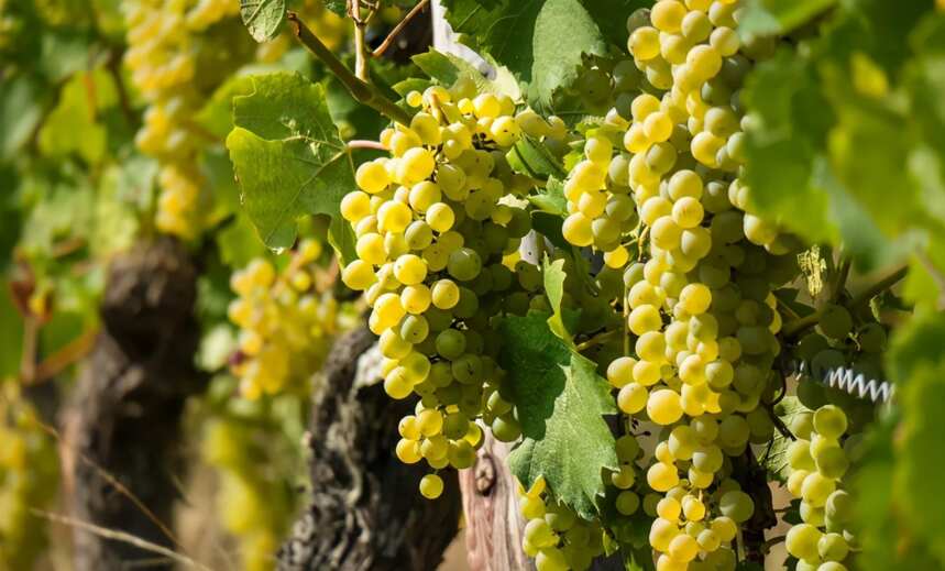 全球变暖对葡萄酒产业有什么影响？