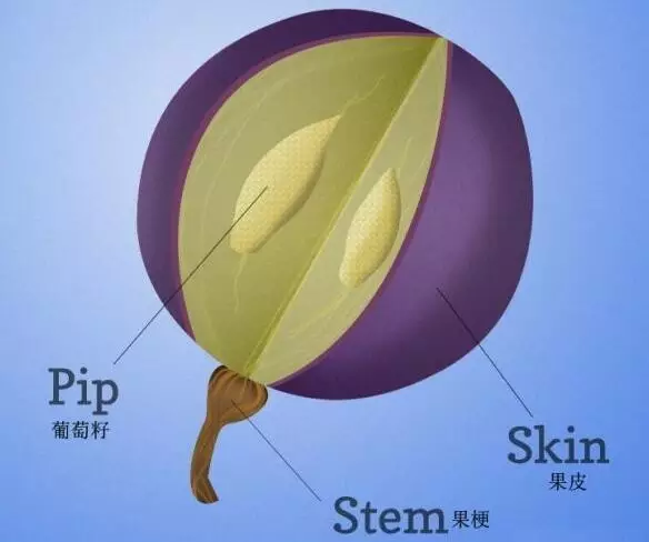 不懂单宁,你怎么好意思说懂葡萄酒