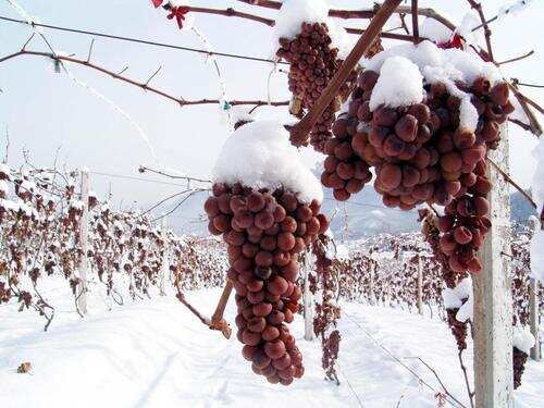 红酒配雪碧？不如来一杯甜红葡萄酒