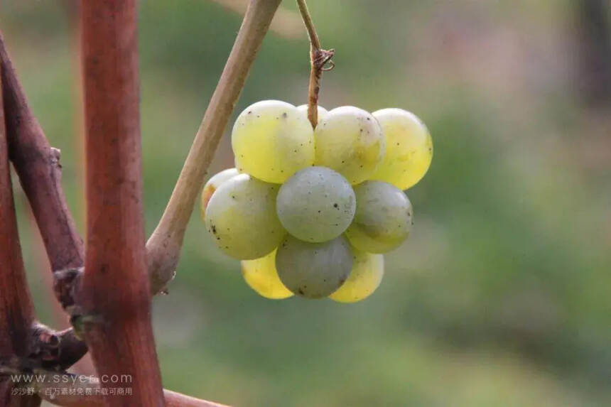 致葡萄酒爱好者：教你像行家一样挑选葡萄酒