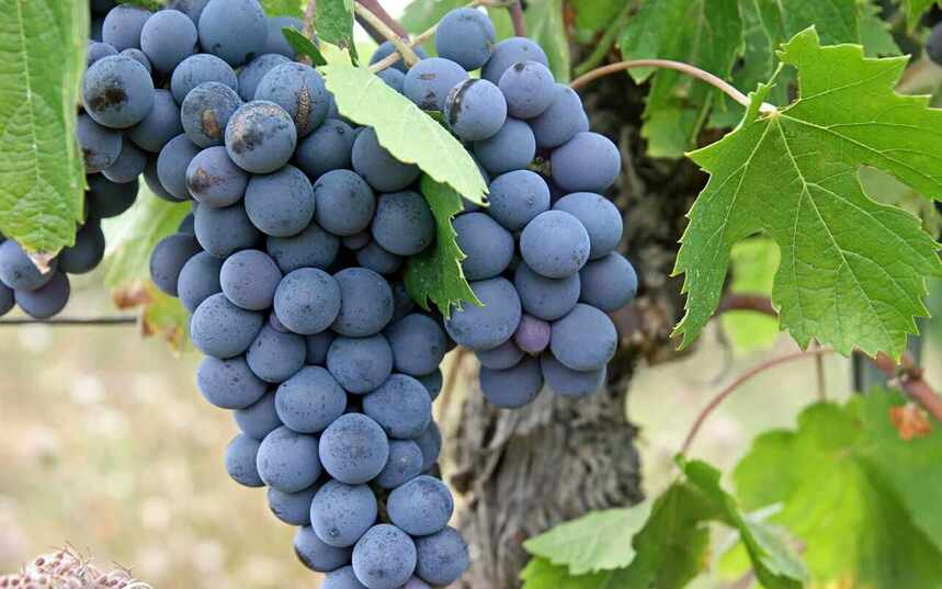 智利国宝级葡萄品种-卡曼纳