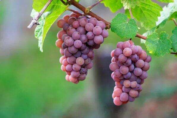 自带仙气的白葡萄品种