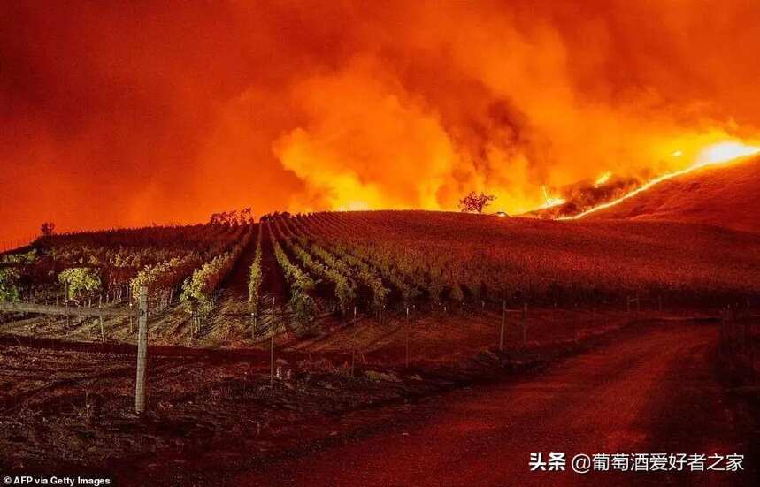 加州酒乡再遇大火，纳帕、索诺玛葡萄园再次成为重灾区