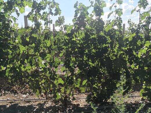 南疆，在加入世界优质葡萄酒产区的行列中砥砺前行