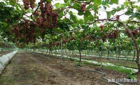 结合“一湖三圈”县域空间布局优势，河北省怀来县发展葡萄产业