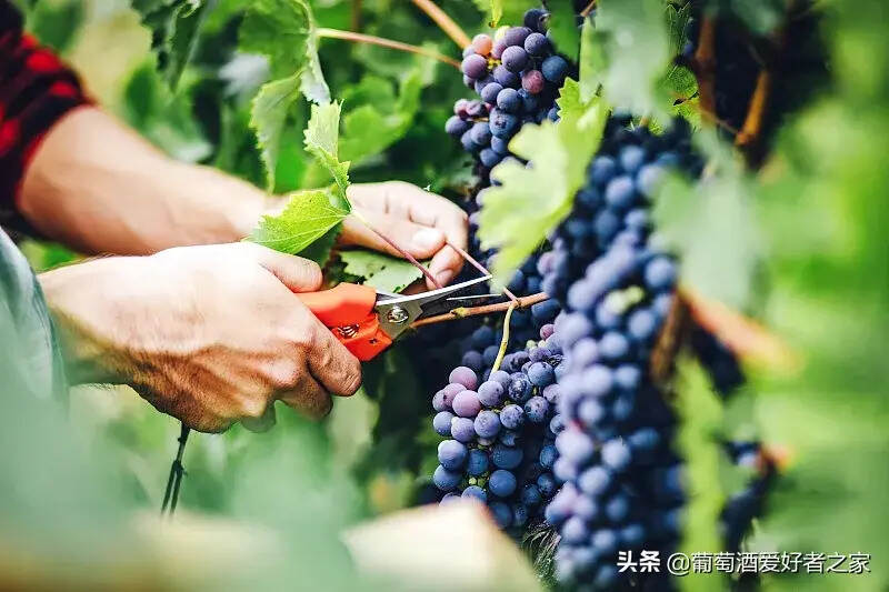 #酒业大V启明星计划#大家都是水果，为什么葡萄最适合酿酒？