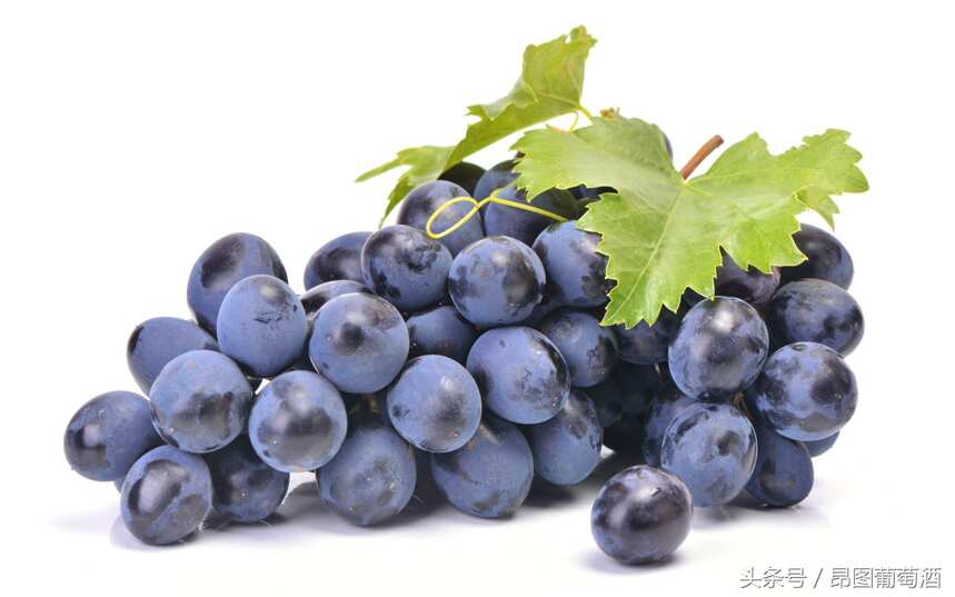你了解过染色葡萄品种吗？