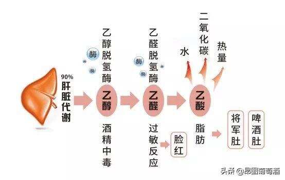 保健疗效全靠吹，家里老人还在受骗吗？不如葡萄酒每天喝一杯！