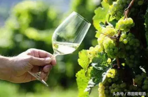 中国白葡萄酒市场发展迅猛 预计5年内将出现井喷