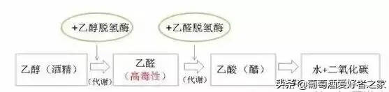 喝酒后头疼是什么原因？怎么避免？