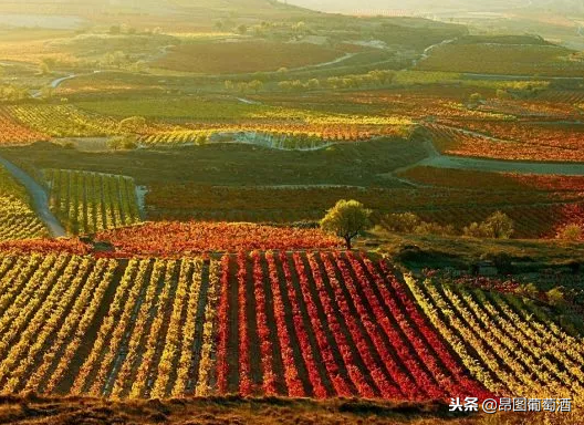 大丰收！里奥哈葡萄酒产区：产量迎来强势反弹，达史上最高产年份