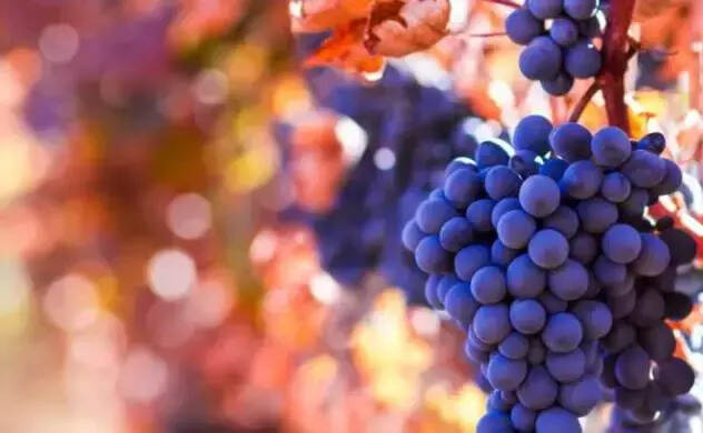 最全的葡萄酒知识从入门到精通，献给爱喝酒的你！