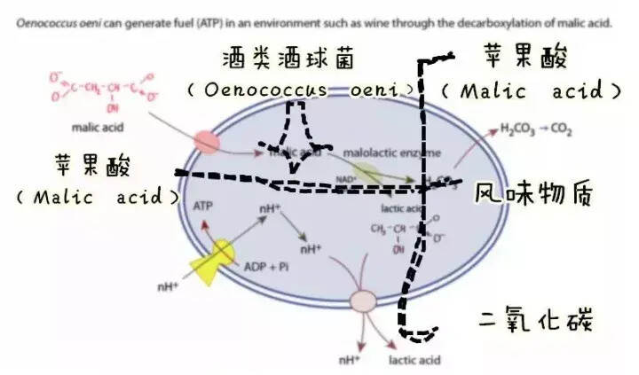 葡萄色泽越深，酒体就越丰满？